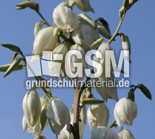 Yucca-Blüte-2.jpg